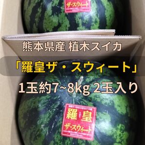 熊本県産 植木スイカ 羅皇ザ・スウィート 1玉約7〜8kg 2玉入り 家庭用