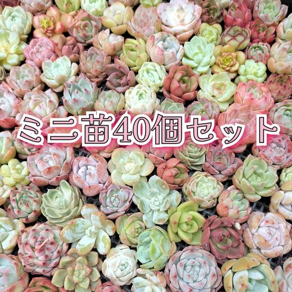 ミニ苗40個セット 多肉植物 エケベリア 詰め合わせ 寄せ植えに!!