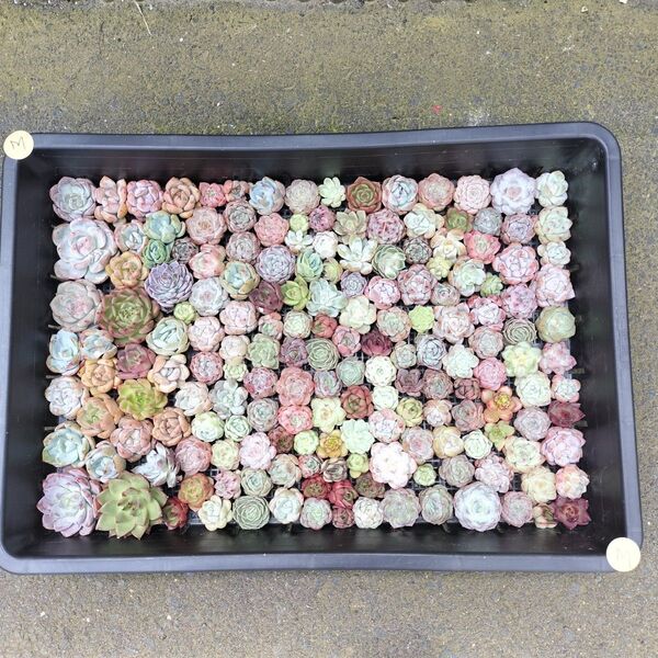 Mミニ苗大量セット 多肉植物 エケベリア カット苗 寄せ植えに!