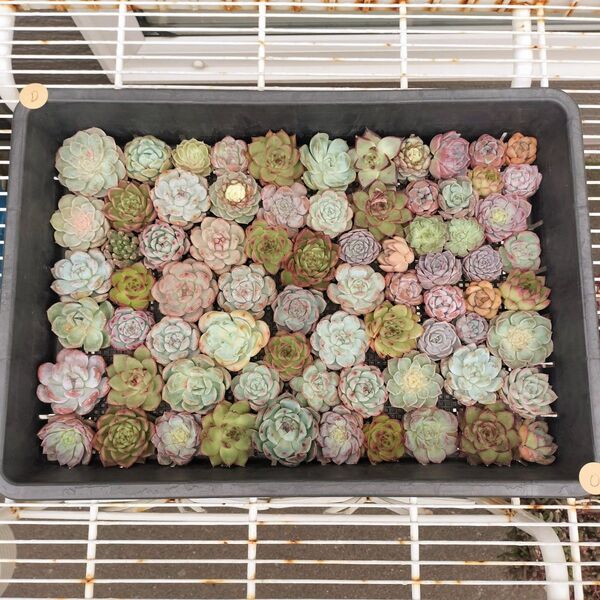 Oカット苗大量セット 多肉植物 エケベリア カット苗 寄せ植えに!