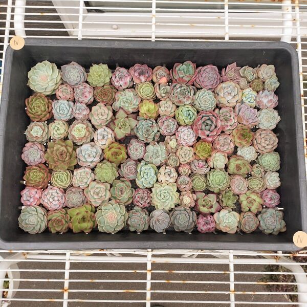 Nカット苗大量セット 多肉植物 エケベリア カット苗 寄せ植えに!