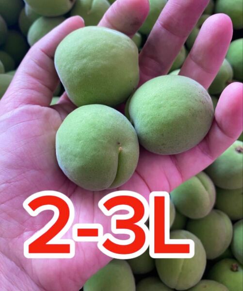 2-3Lサイズ,青梅,5キロ箱込み