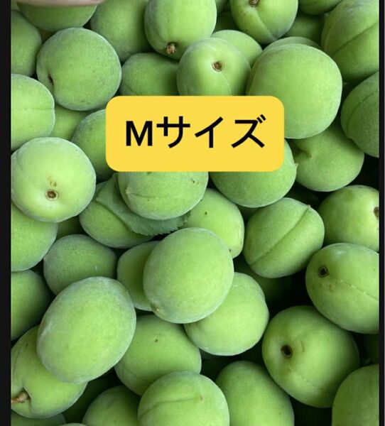 青梅,豊後梅,10キロ箱込み