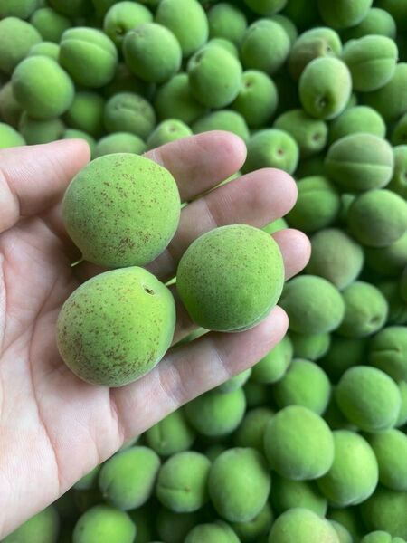 青梅、5キロ箱込み