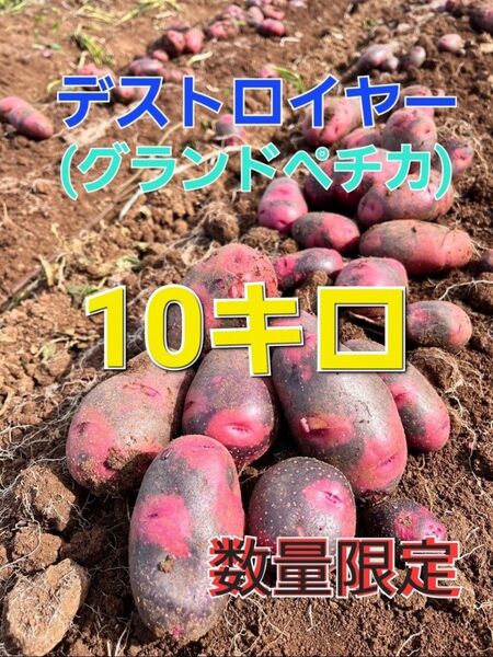 長崎県産 デストロイヤー グランドペチカ 箱込み10キロ