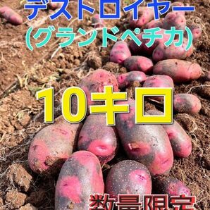 長崎県産 デストロイヤー グランドペチカ 箱込み10キロ