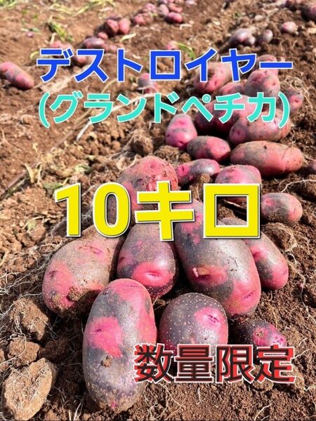 長崎県産 デストロイヤー グランドペチカ 箱込み10キロ