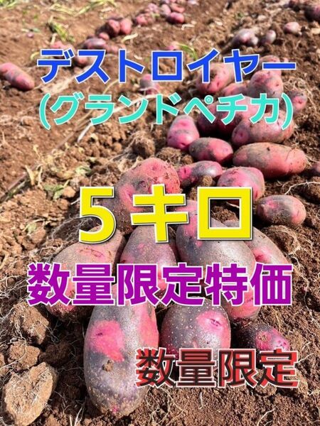 長崎県産 デストロイヤー グランドペチカ 箱込み5キロ
