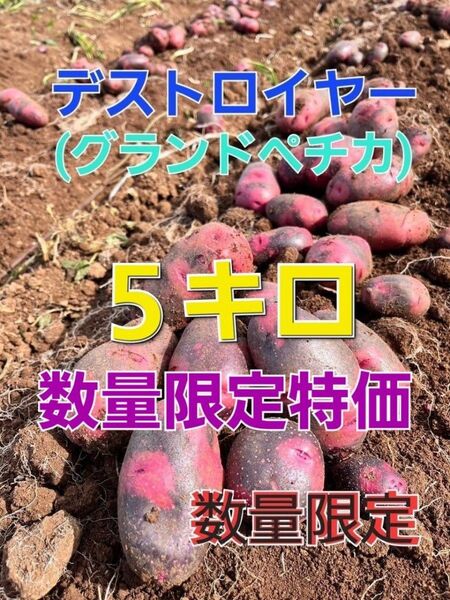 長崎県産 デストロイヤー グランドペチカ 箱込み5キロ