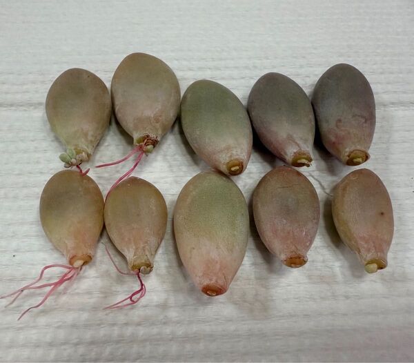 多肉植物 月美人 葉挿し 10枚 一部発根発芽済み 匿名配送