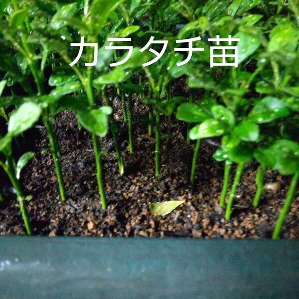 カラタチ苗