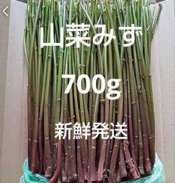 75 山菜 みず ミズ 700g 新鮮発送