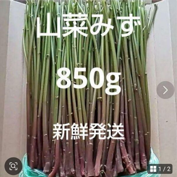 77 山菜 みず ミズ 850g 新鮮発送