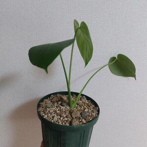 モンステラ 観葉植物