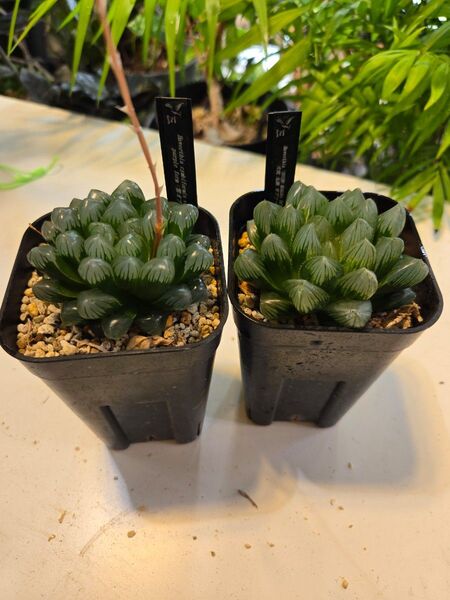 大疣 丸葉 オブツーサ 錦 紫オブツーサ 多肉植物 ハオルチア