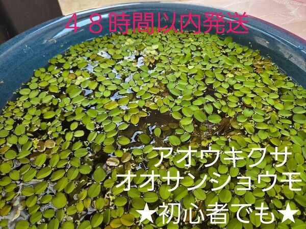 メダカ 水草 オオサンショウモ アオ浮草 アオウキクサ ビオトープ メダカ飼育 初心者 浮き草 浮草 小さなかわいい浮草