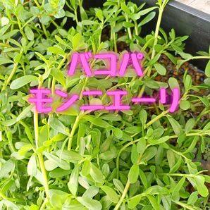 バコパ・モンニエリ【7本】
