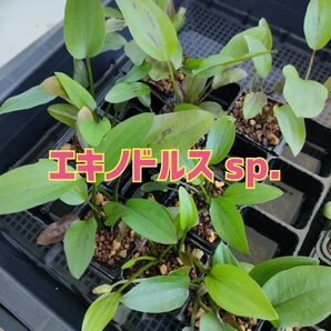 エキノドルス sp.