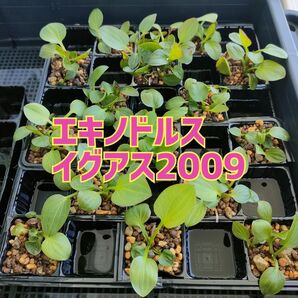 エキノドルス イグアス2009 水上葉【1株】