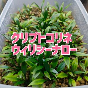 クリプトコリネ ウィリシーナロー【2株】
