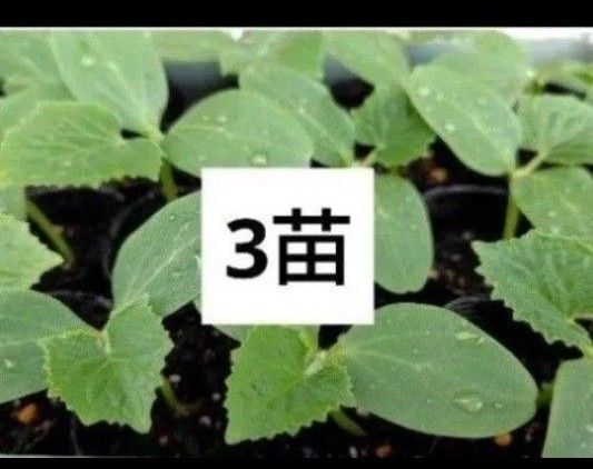 固定種 苗 相模半白節成きゅうり 3苗