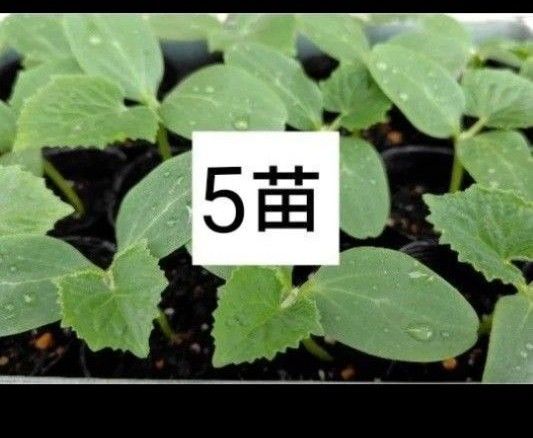 固定種 苗 相模半白節成きゅうり 5苗