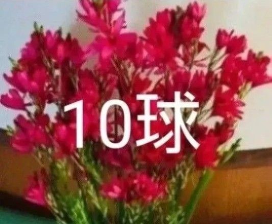 イキシアビーナス球根 10球 球根 無農薬