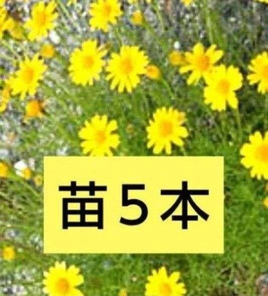 ダールベルグデージー 苗 猫避け 匿名配送 追跡付き 宿根草 多年草