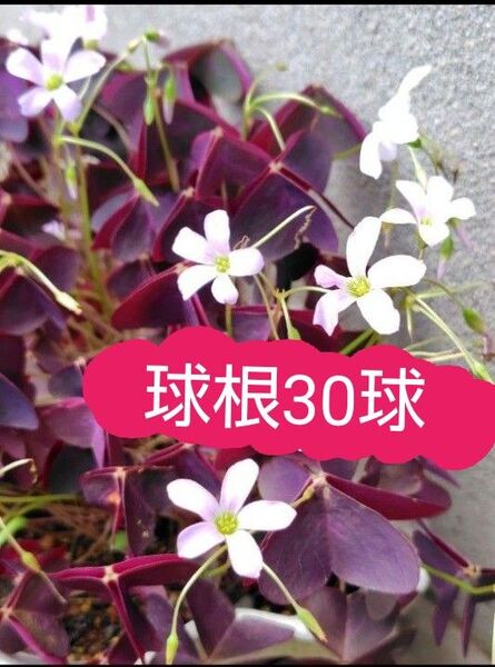 オキザリス 紫の舞 トリアングラリス 球根 サイズMIX 30球セット