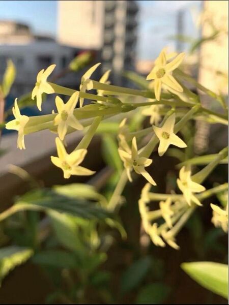 ナイトジャスミン 夜香木 挿木 抜き苗1株 花木