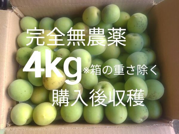 熊本県産 完全無農薬 青梅 箱抜き4キロ