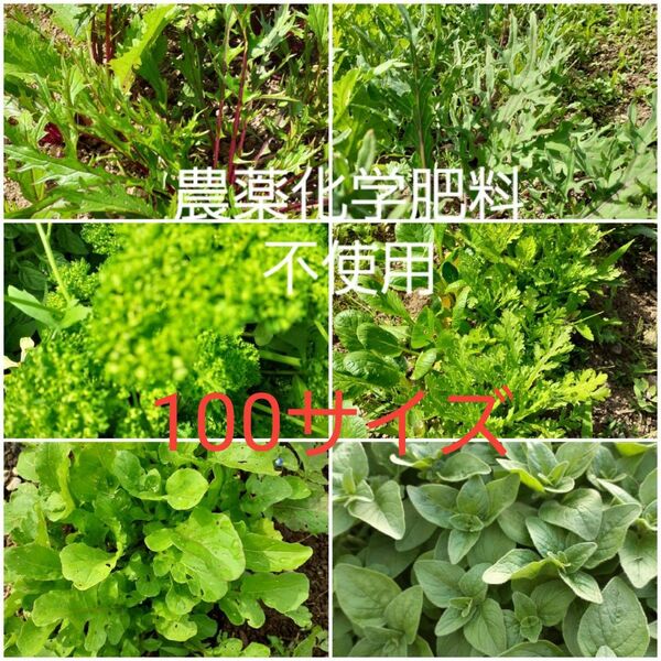 葉もの野菜とハーブ 10種類 大量100サイズ 農薬化学肥料不使用 長野県産