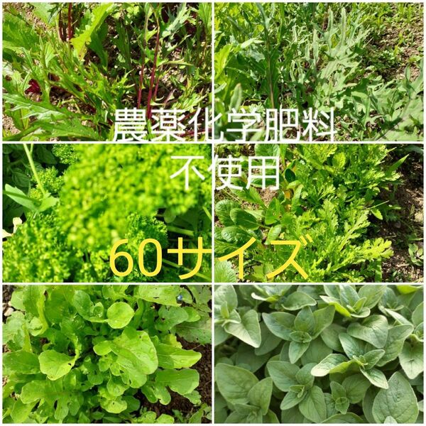 長野県産 農薬化学肥料不使用 60サイズ ルッコラ 春菊 小松菜 ケール オレガノ アップルミント 三葉 パセリ パクチー 紅法師