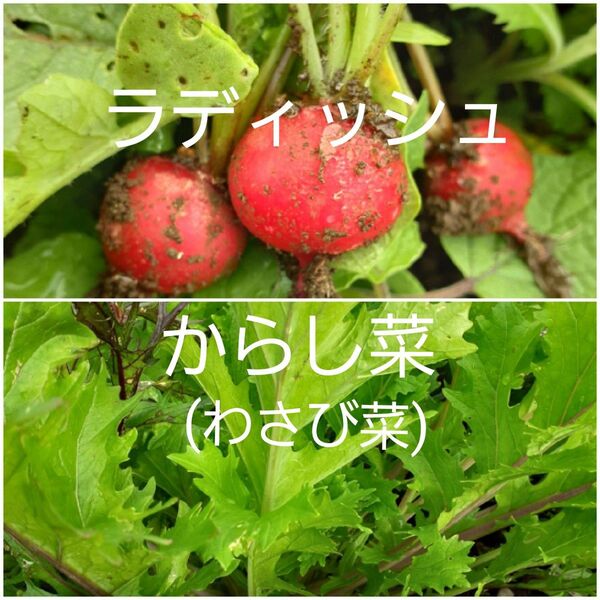 からし菜(わさび菜)とラディッシュ ネコポス 農薬化学肥料不使用