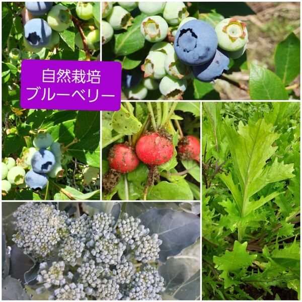 自然栽培ブルーベリーと農薬化学肥料不使用野菜のセット 60サイズ