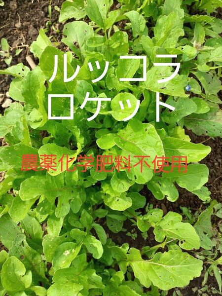 ルッコラ/ロケット 信州産 農薬化学肥料不使用 ネコポス ピリ辛野菜