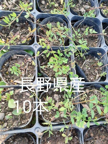 長野県 農薬化学肥料不使用 レンズ豆 幼苗 10本