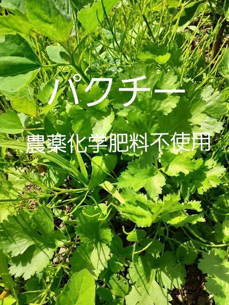 長野県産 農薬化学肥料不使用 ネコポス パクチー