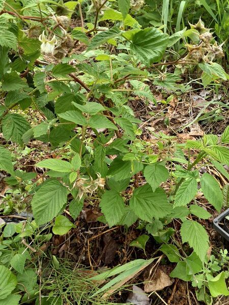 ラズベリー 抜き苗 4本 信州産 農薬化学肥料不使用 ネコポス