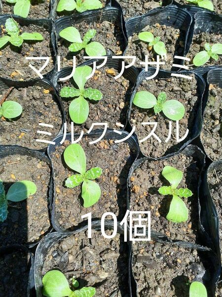 マリアアザミ ミルクシスル 幼苗 10本 農薬化学肥料不使用