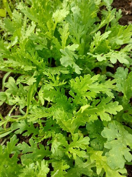 信州産 春菊 ネコポス 農薬化学肥料不使用