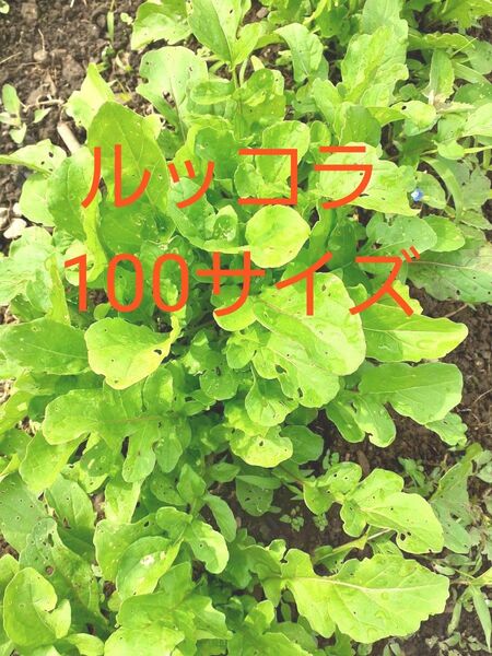 ルッコラ ロケット 農薬化学肥料不使用 自然農法種子使用 100サイズ