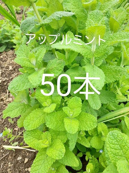 信州産 アップルミント 抜き苗 土なし根っこ付き 露地栽培 50本
