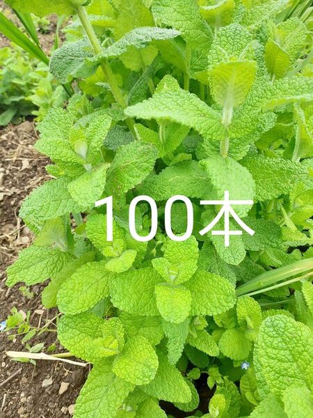 信州産 アップルミント 抜き苗 土なし根っこ付き 露地栽培 100本