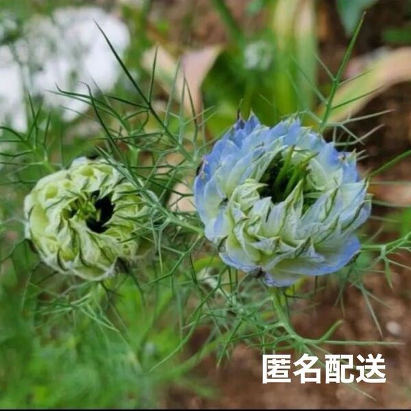 花の種 ペルシャンジュエル ニゲラ クロタネソウ