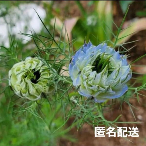花の種 ペルシャンジュエル ニゲラ クロタネソウ