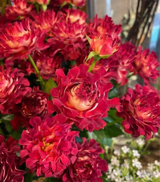切り花品種 薔薇苗 挿し木苗