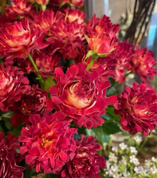 切り花品種 薔薇苗 挿し木苗