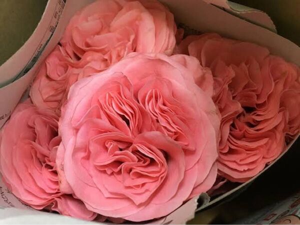 切り花品種 薔薇苗 挿し木苗 サーモンピンク系 マ