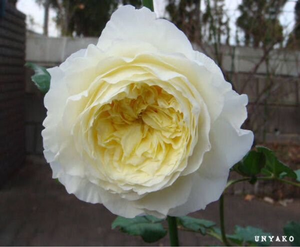 ER 薔薇苗 挿し木苗 ペ